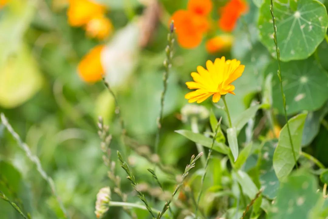 手上长了一颗颗透明的像水泡一样,小孩手上起透明小水泡是怎么回事