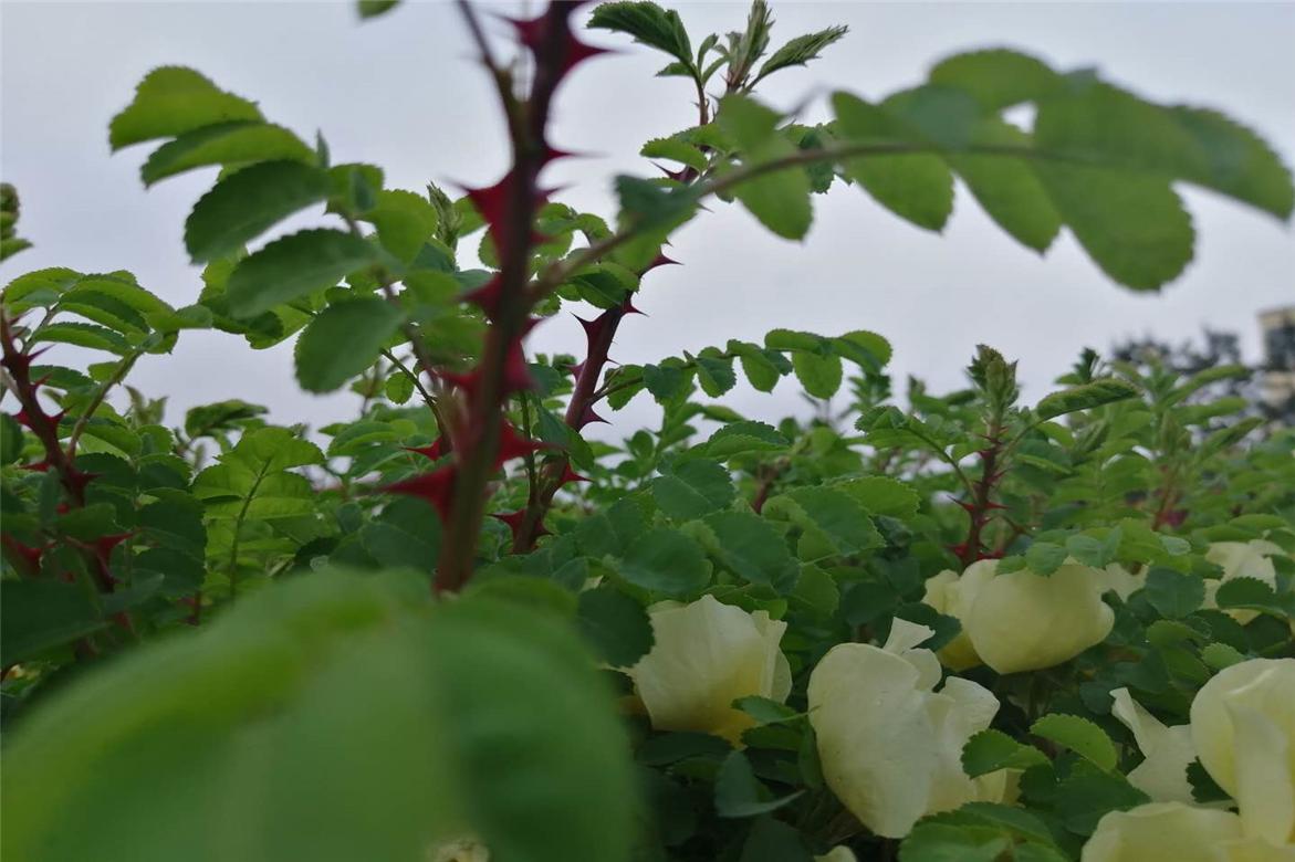 哆啦a梦大雄跟小哆啦抢年糕吃,朵拉与大雄全集免费观看完整版