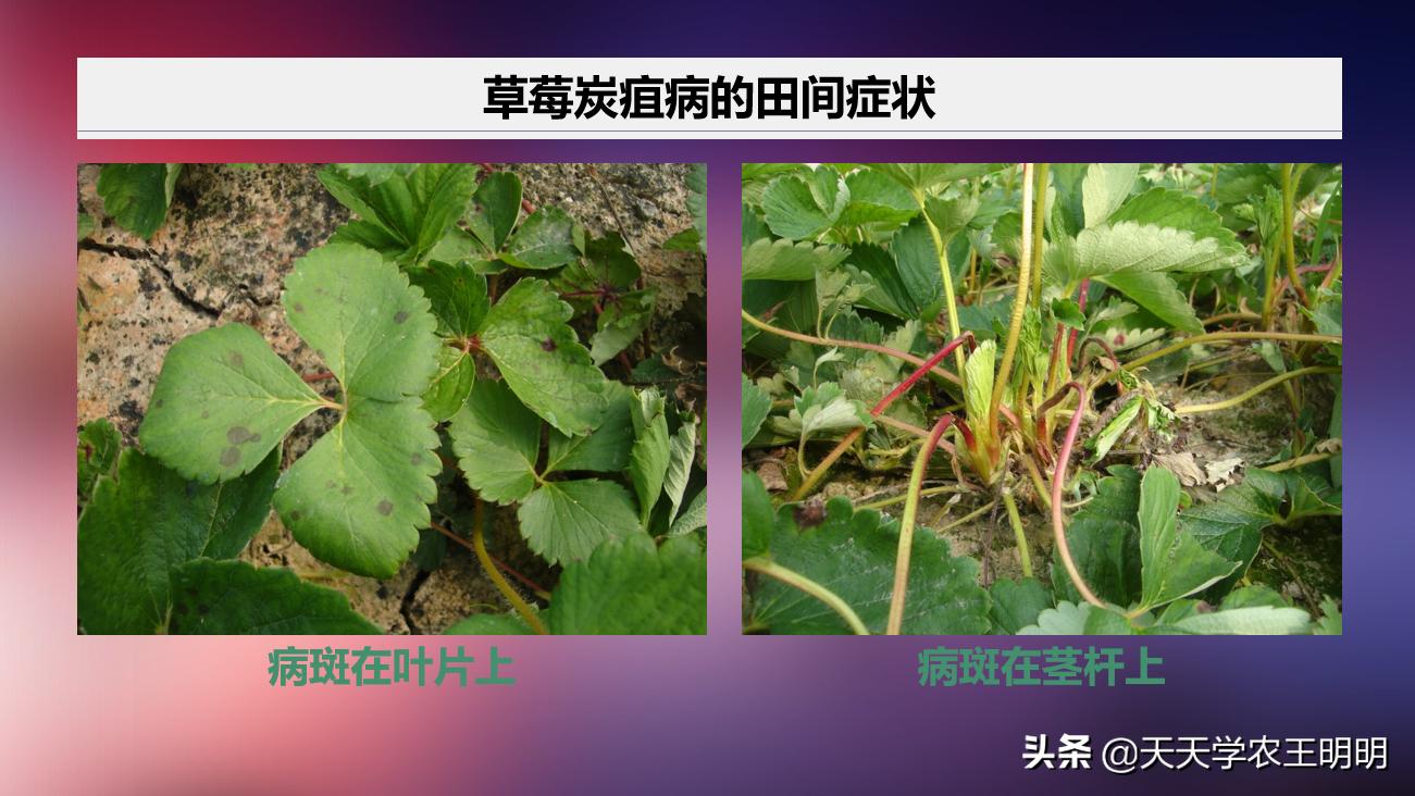 草莓小苗移栽大棚发炭疽病怎么办,草莓炭疽病初期苗还可以治好吗