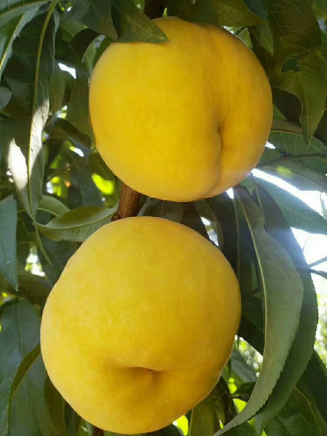 桃树前景,桃树种植前景及利润