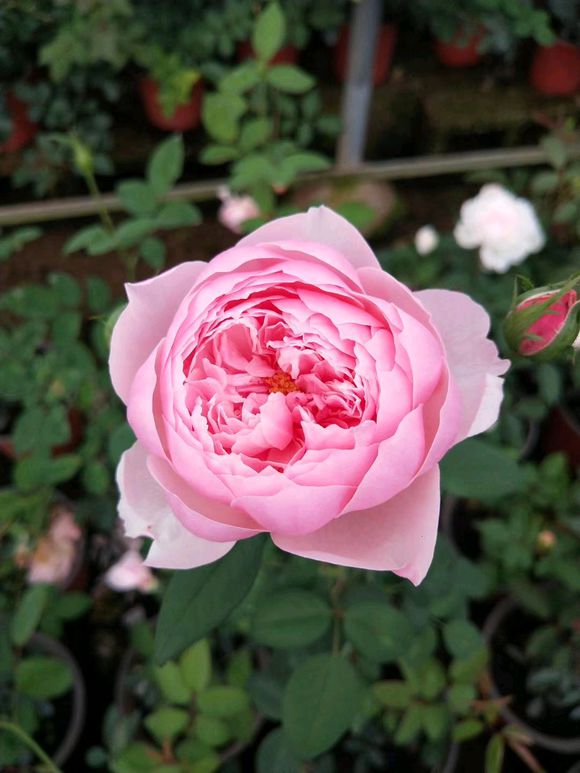 新长出的玫瑰花枝叶发蔫怎么回事,食用玫瑰花苗发蔫怎么救治