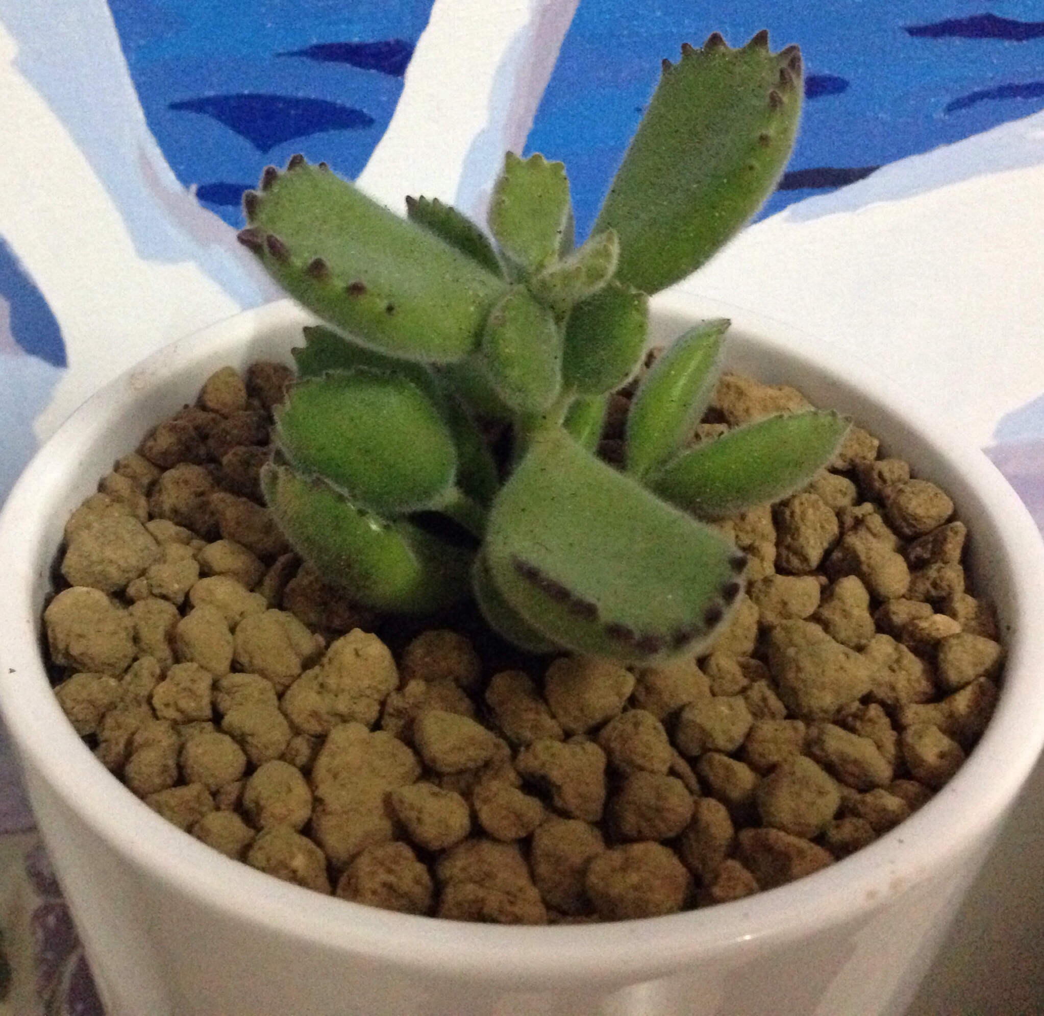 多肉熊童子爪子变异了咋回事,多肉熊童子有烂的要剪掉吗