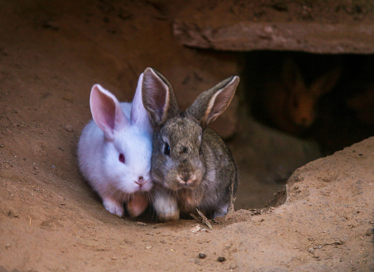 养兔的防疫和管理,养兔防疫主要用什么药