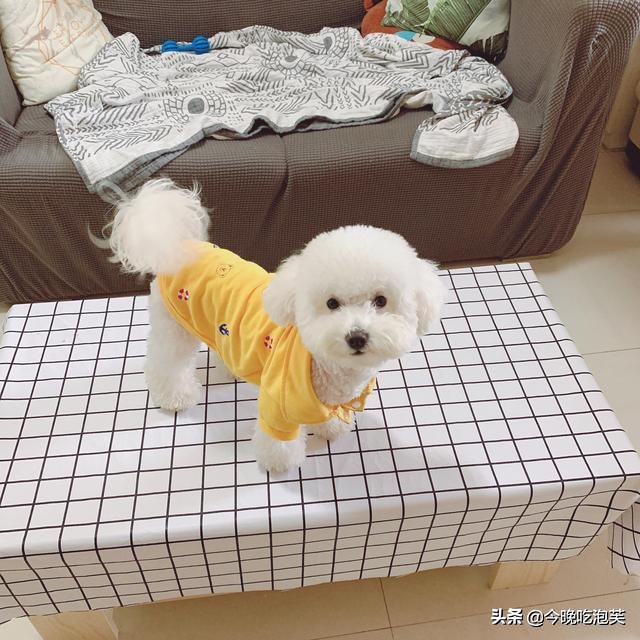 狗狗出现打嗝怎么办,狗狗出现干呕打嗝