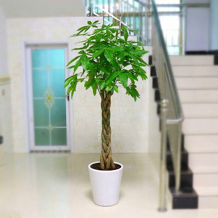 发财树枝干烂了怎么办,发财树枝枯了怎么挽救