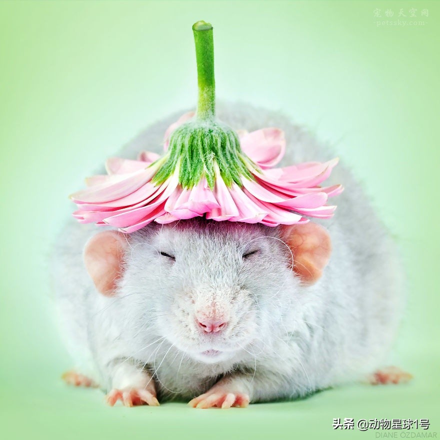 小老鼠也能成为宠物,小老鼠可以养吗