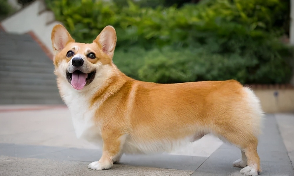 狗狗界最受欢迎的狗狗品种,最受欢迎的小型狗狗品种推荐