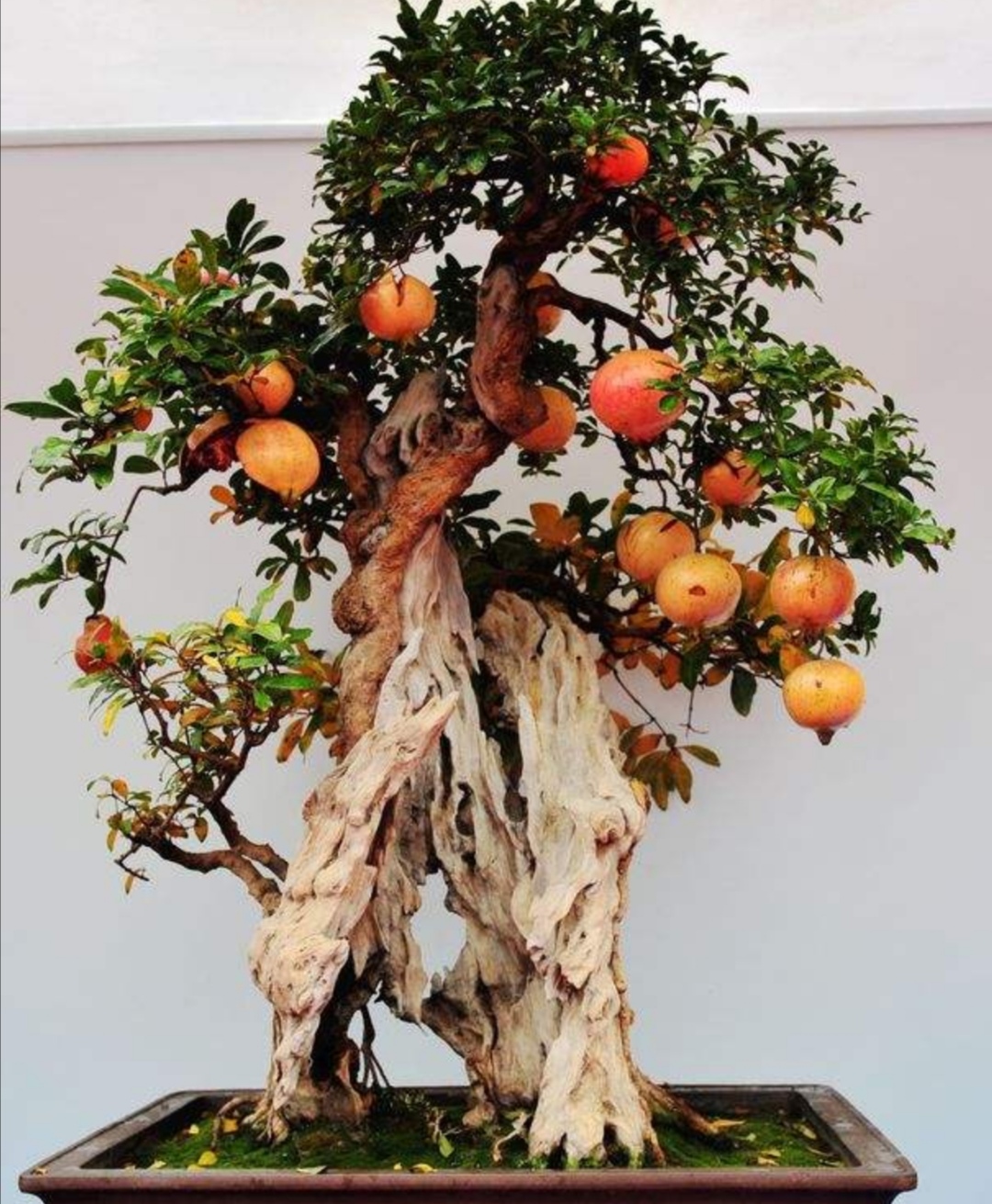 养盆栽石榴记住这几个技巧,石榴盆景养殖方法和关注事项