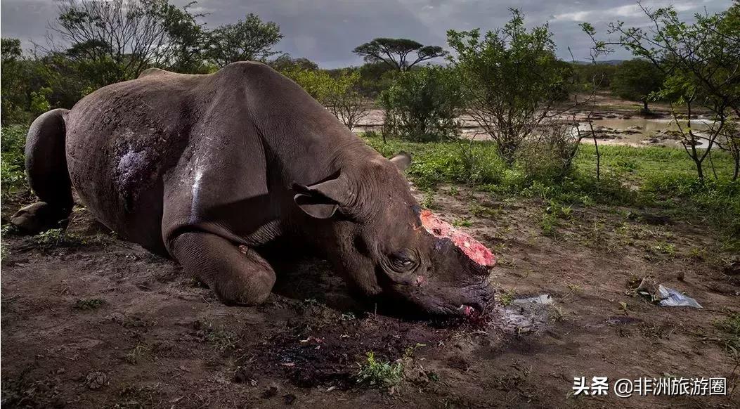 为什么非法犀牛角贸易在不断的升级？