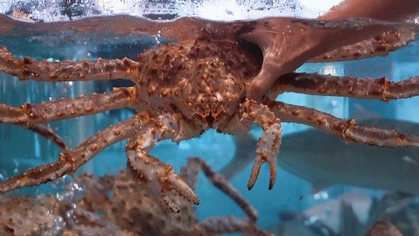 驶入厚街的「海鲜巨舰」，秋日鲜味来袭