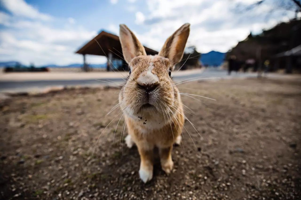 广岛县现状实拍,广岛现状的视频