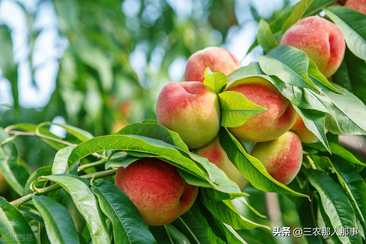 桃树什么枝不能剪？桃树什么时候剪枝好？