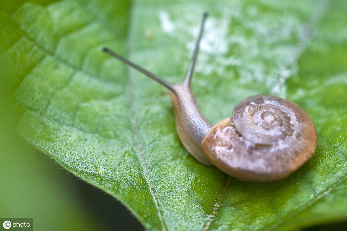 菜地有鼻涕虫用什么方法去除,怎样杀灭菜地蜗牛鼻涕虫