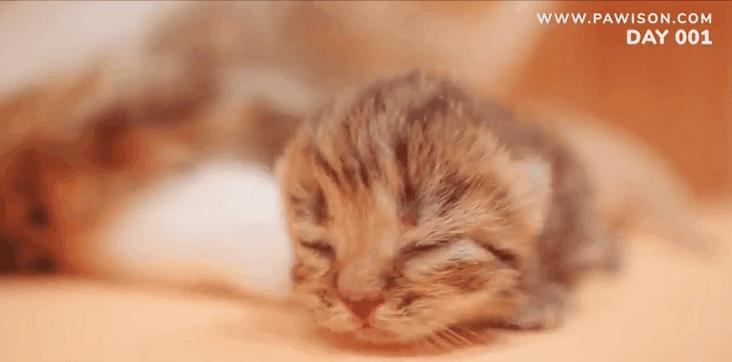 国家一级保护野生猫,国家一级保护哺乳动物名单