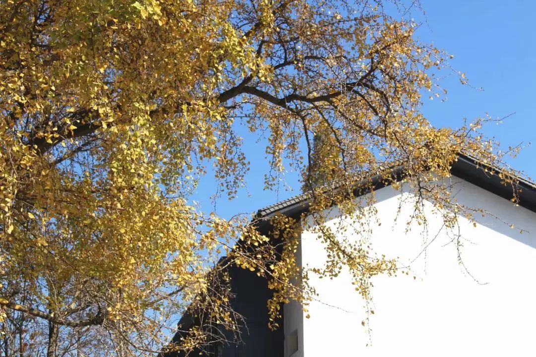 满地尽是黄金叶！来余杭及周边这几个地方，享受限定的初冬浪漫吧