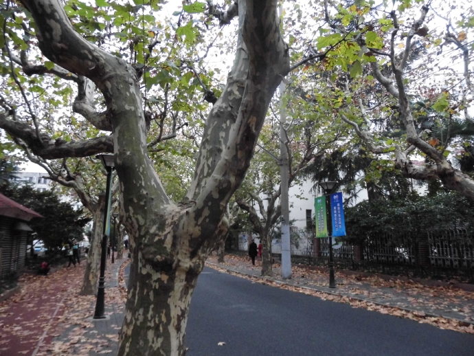 此劳模新村何以植物命名马路，以至美得像江南园林？