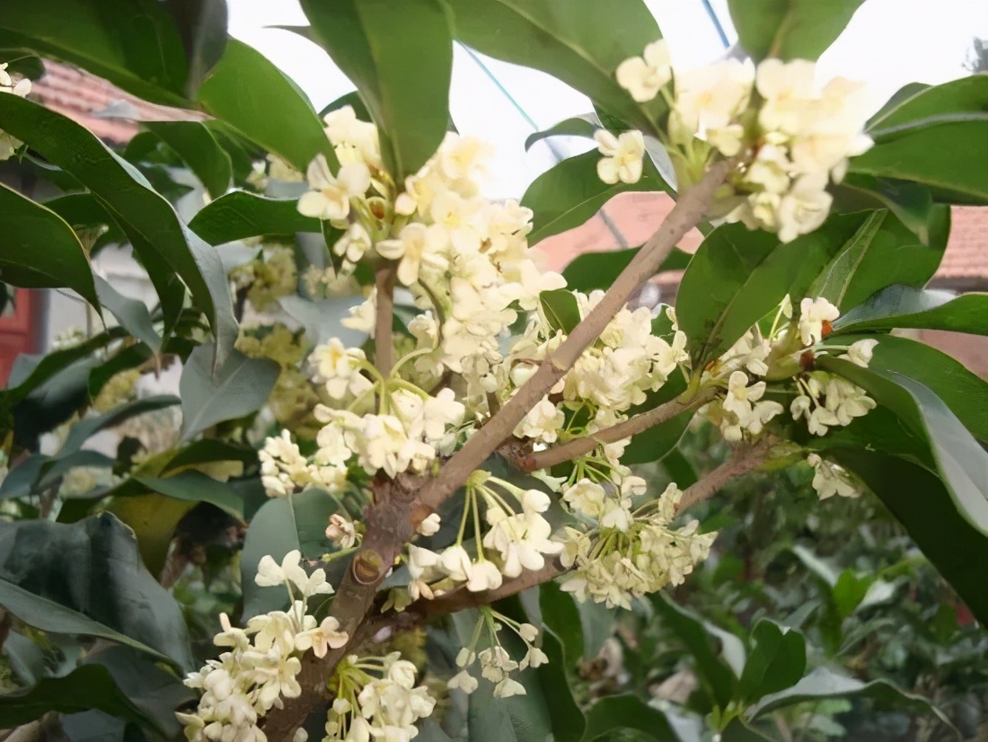 桂花发了好多新芽,桂花品种对比一览表