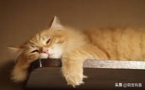 猫猫误食药怎么处理,猫猫异食癖的原因