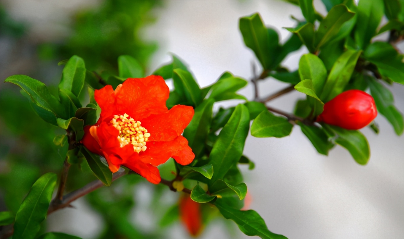 榴花诗词,古诗榴花朗诵