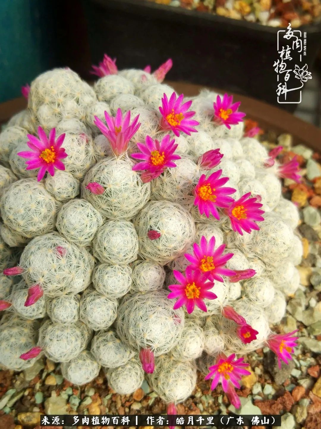 多肉娇气养不活多肉的10个秘密,养多肉是件很治愈的事情