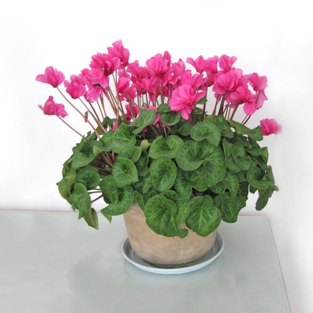 仙客来叶子发黄补救方法,仙客来叶片发黄怎么回事