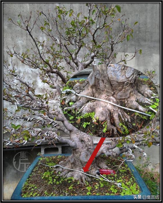 盆景初学者教程,盆景换盆需要哪些配方