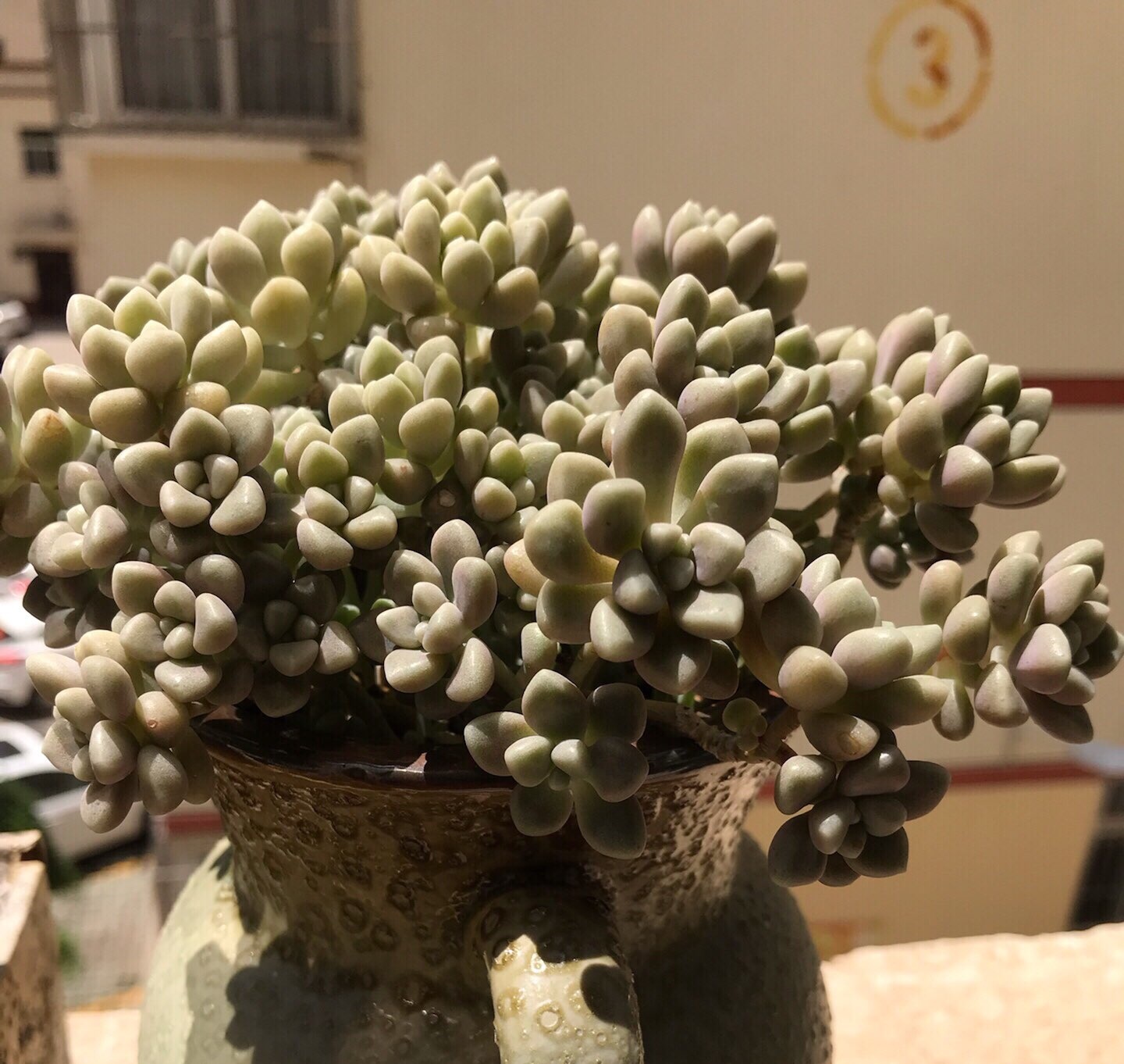 多肉徒长的原因及处理,多肉徒长的原因及解决方法