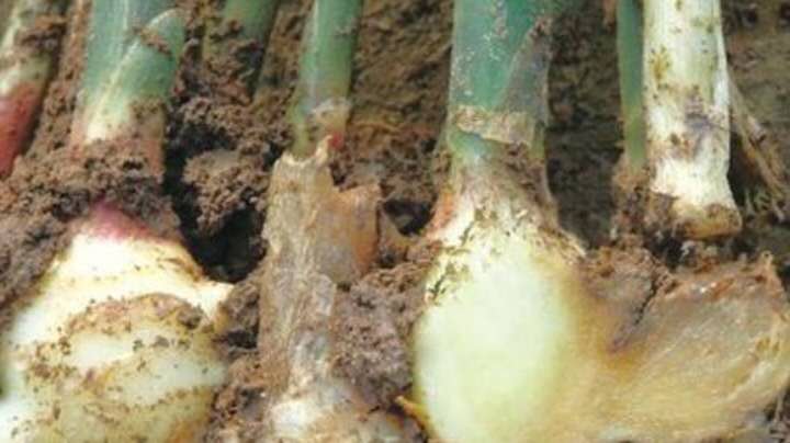 生姜防治姜瘟病的方法,生姜姜瘟病用什么农药防治特效