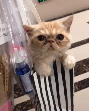救助流浪猫加菲猫,被遗弃刚出生不长的加菲猫