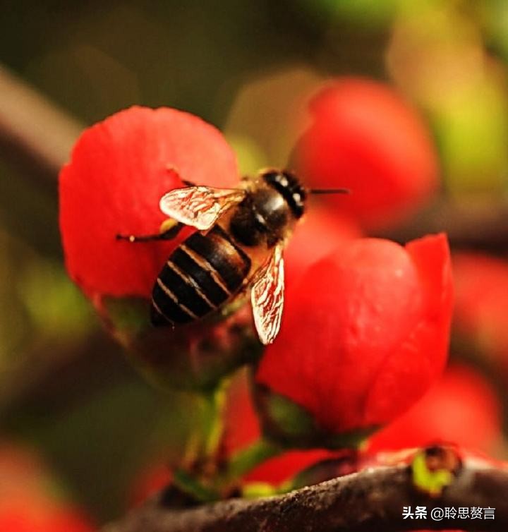 蜜蜂诗句赏析100首,蜜蜂诗精选一首