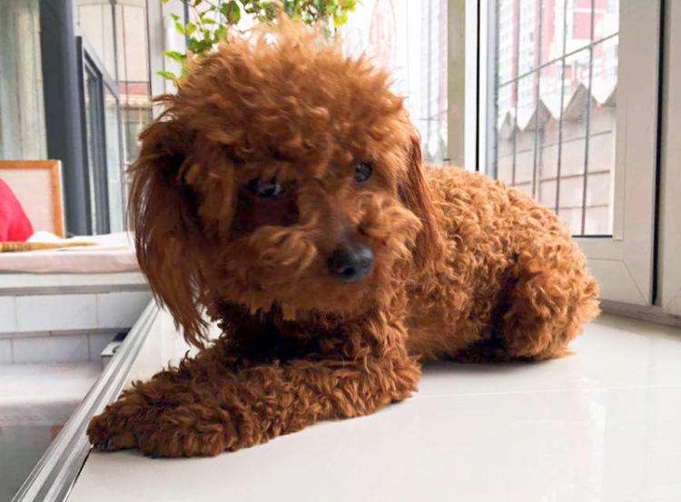 狗狗难产正在努力抢救,狗狗难产怎么办详细解决方法图