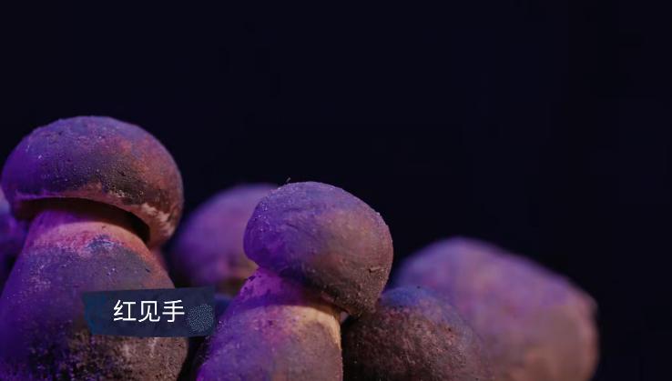 野生菌的毒是什么毒,野生菌属于毒品吗