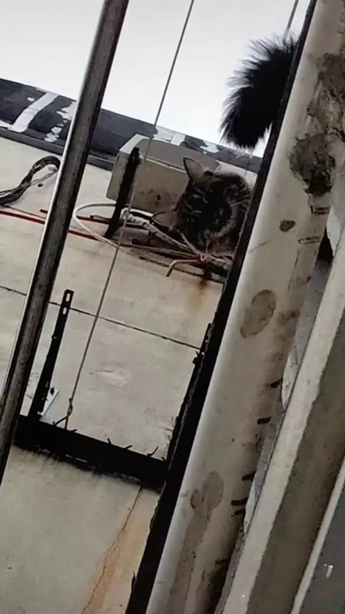 晒被子时发现楼上在滴水，女子正要上去理论，一抬头却无语了