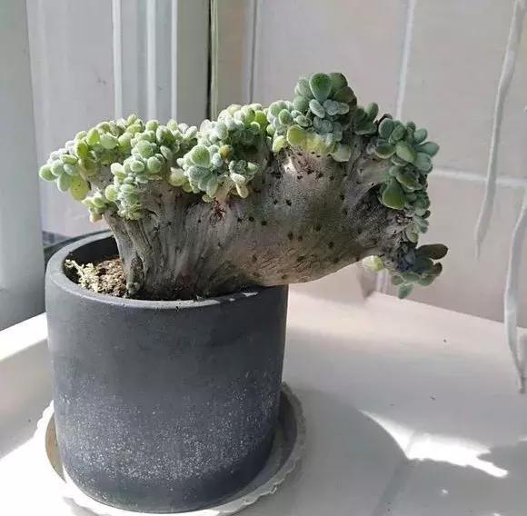 霸气侧漏的多肉植物,霸气的多肉