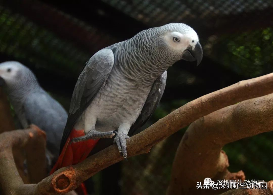 鹦鹉没有热搜吗,什么样的鹦鹉不学话