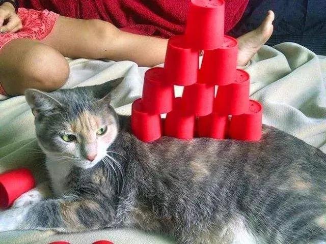 如何封印一只猫,怎么一招封印猫