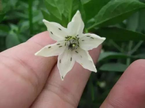 解决大棚豆角虫害的药肥,治豆角害虫的特效药