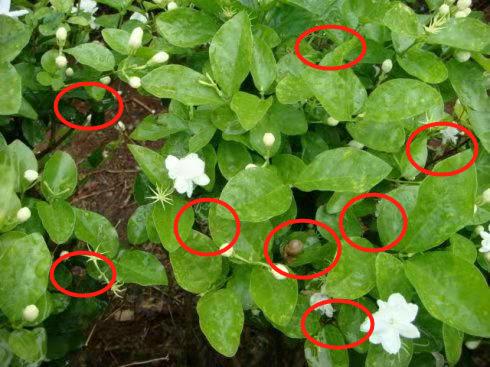 蜗牛窝里的小虫怎么消灭,蜗牛用什么方法驱赶