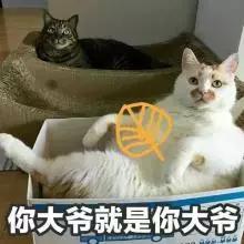 铲屎官常备的药,铲屎官该如何治疗和预防