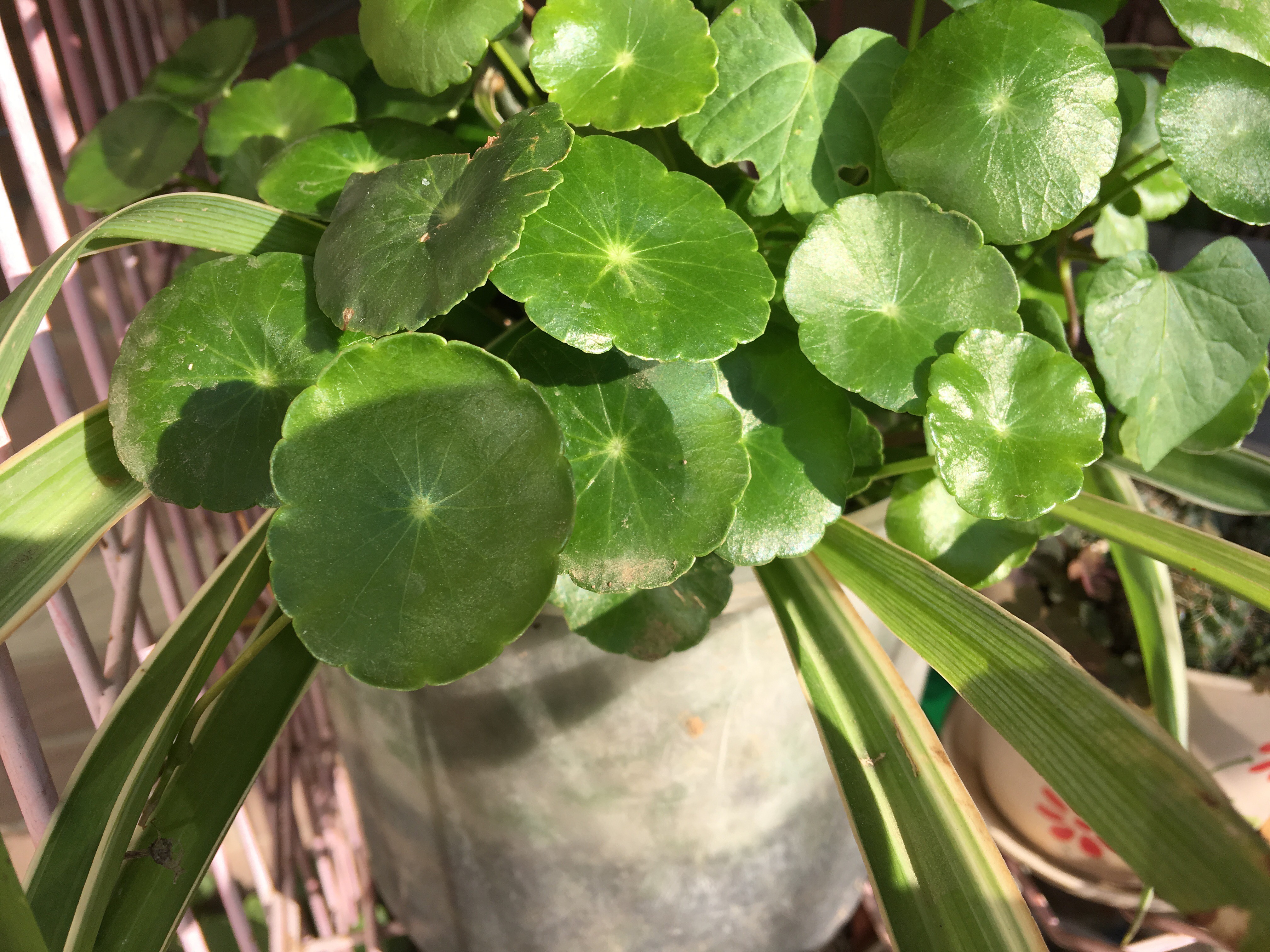 养花的好处50字,养花枝繁叶茂的秘诀