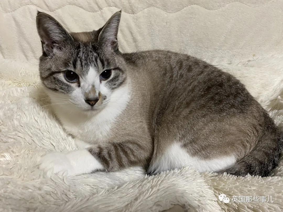 养暹罗等于养好几种猫,重庆暹罗猫变黑了还能白回来吗