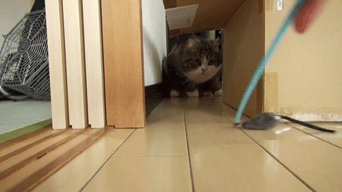 猫咪跟鸡一样咕咕叫,猫咪跟平时叫的声音不一样