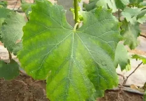 葡萄叶片黄化用什么药,葡萄叶黄化是怎么回事