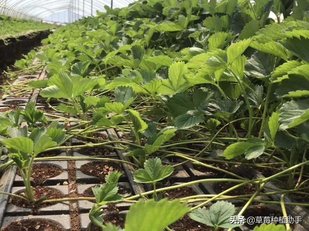 草莓补光需要哪种光,草莓需不需要充分的阳光