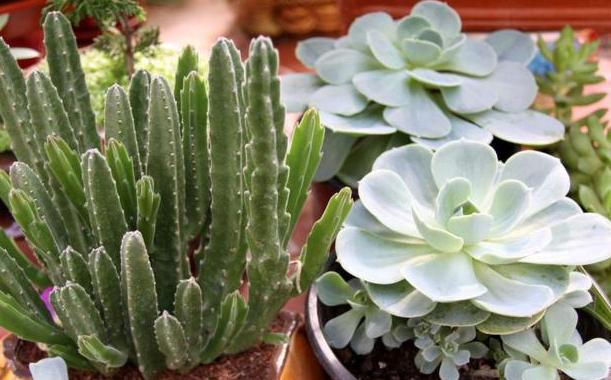 多肉植物夏天养护及浇水技巧经验,多肉植物什么时间段晒太阳最好