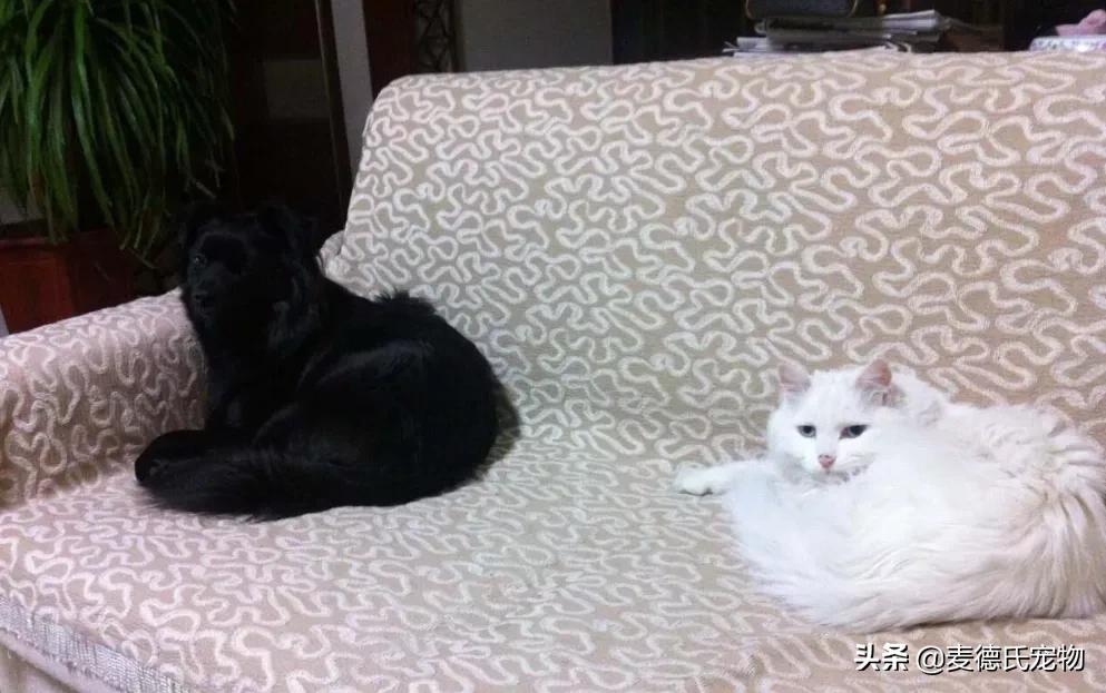 养狗真实感受图片,养狗黑的好还是黄色的好