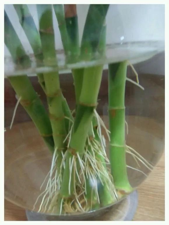 家里养的富贵竹，突然就烂根了，3种正确处理方式，预防烂根