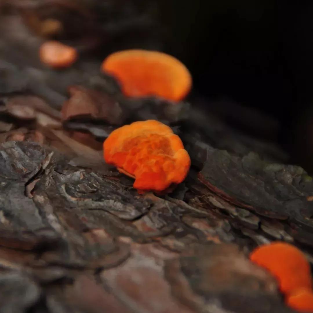 一去梵净，便懂了最美中国风