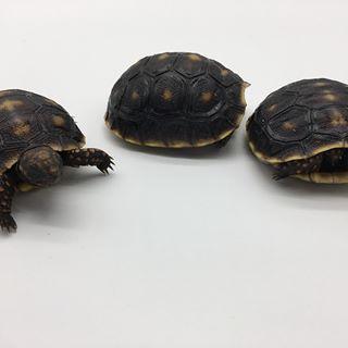 怎么预防龟肺炎,昼夜温差大乌龟又生病了怎么办