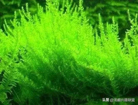 沉木绑扎什么莫斯好,珊瑚莫斯怎么绑扎
